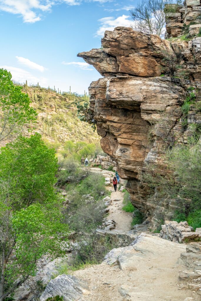Hiker walking through Sabino Canyon trail in Tucson surrounded by desert cliffs and spring greenery